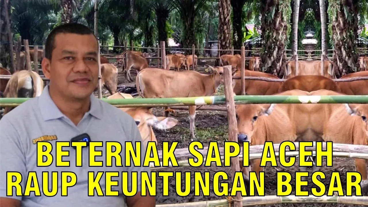 
                                 Peternakan-Pelihara-Sapi-Aceh-Raup-Keuntungan-Besar